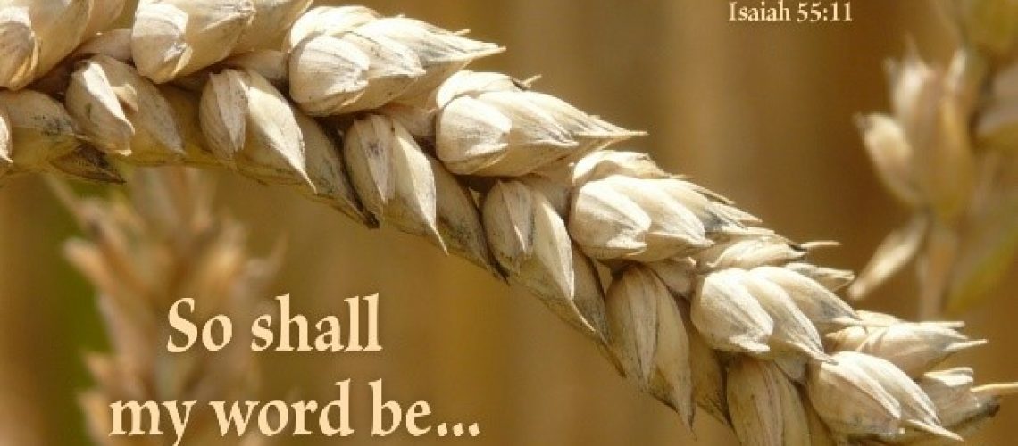 Bulletin - Isaiah 55.11 wheat 7.12.20