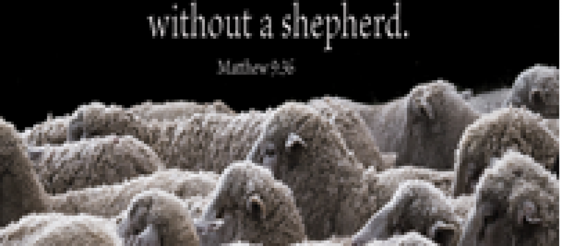 Bulletin - sheep Matthew 9.36